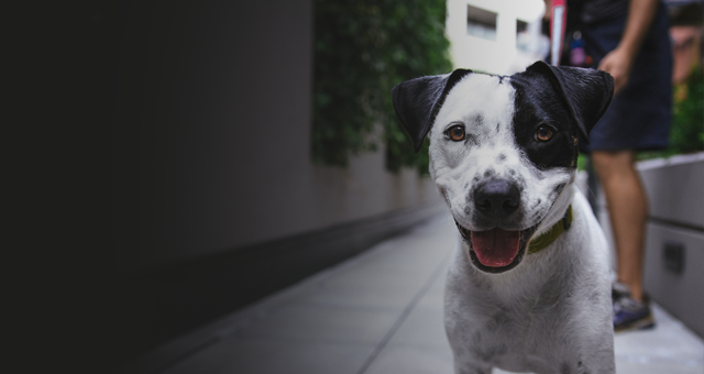 Frontansicht eines schwarz-weißen Hund, im Hintergrund steht eine Frau die den Hund an der Leine hält