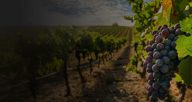 Weinreben mit Trauben